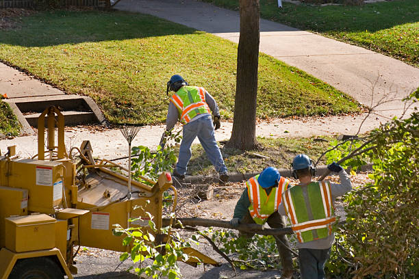 Best Leaf Removal  in Broadview Park, FL